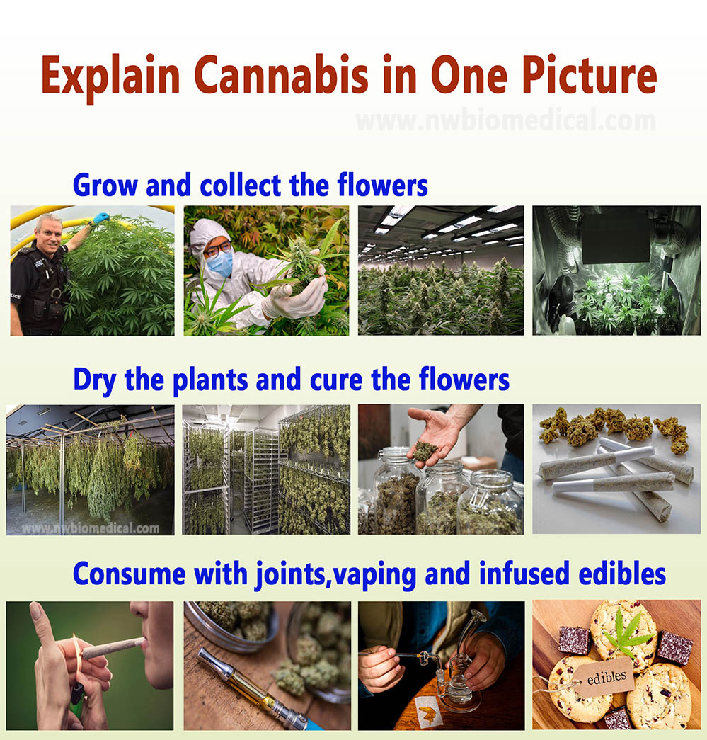 Frequently asked dummy questions about cannabis facts of marijuana